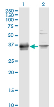 PRSS8 monoclonal antibody (M11A), clone 3C4