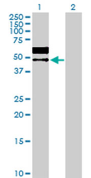 LGMN purified MaxPab rabbit polyclonal antibody (D01P)