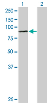 PRLR purified MaxPab rabbit polyclonal antibody (D01P)