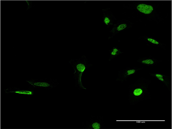 PRKDC monoclonal antibody (M02), clone 1B9
