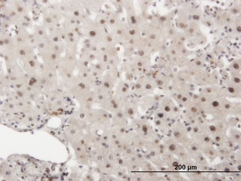 PRKDC monoclonal antibody (M02), clone 1B9