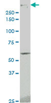 PRKDC monoclonal antibody (M02), clone 1B9