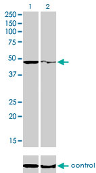 PPOX monoclonal antibody (M01), clone 2F10