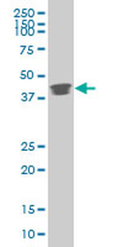 POU5F1 monoclonal antibody (M05), clone 1B11