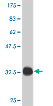 POU5F1 monoclonal antibody (M05), clone 1B11