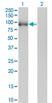 POU2F1 monoclonal antibody (M08), clone 1E12