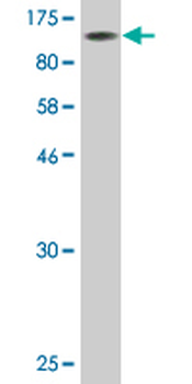 POU2F1 monoclonal antibody (M08), clone 1E12