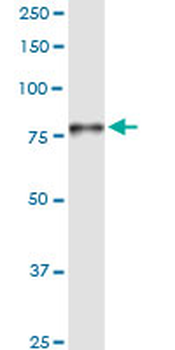 POR purified MaxPab rabbit polyclonal antibody (D01P)