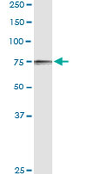POR purified MaxPab rabbit polyclonal antibody (D01P)