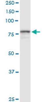 POR purified MaxPab rabbit polyclonal antibody (D01P)
