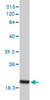 POLR2H monoclonal antibody (M01), clone 3G6-1A4