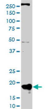 POLR2H monoclonal antibody (M01), clone 3G6-1A4