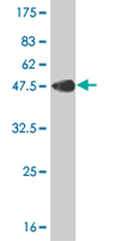 POLR2H monoclonal antibody (M01), clone 3G6-1A4