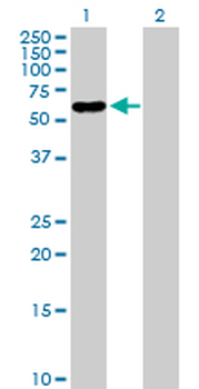 PNLIPRP2 purified MaxPab rabbit polyclonal antibody (D01P)