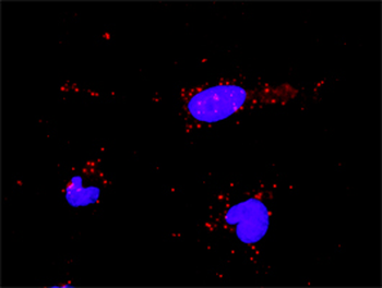 PML monoclonal antibody (M02), clone 1D12