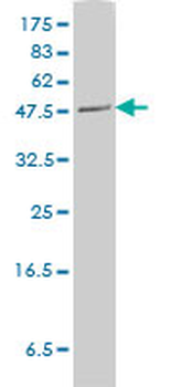 PLTP monoclonal antibody (M01), clone 2F3-G4