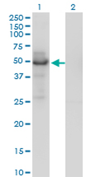PLTP monoclonal antibody (M01), clone 2F3-G4