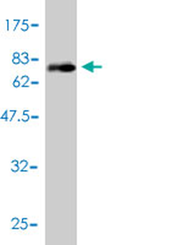 PLTP monoclonal antibody (M01), clone 2F3-G4