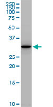 PLSCR1 polyclonal antibody (A01)