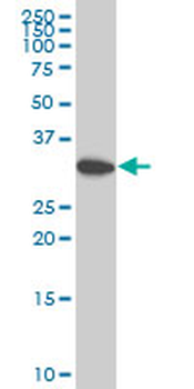 PLSCR1 polyclonal antibody (A01)