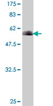 PLSCR1 polyclonal antibody (A01)