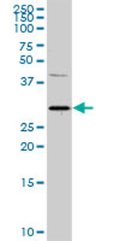 PITX1 purified MaxPab rabbit polyclonal antibody (D01P)