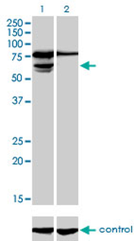 PGM3 monoclonal antibody (M01), clone 1E2-1B12