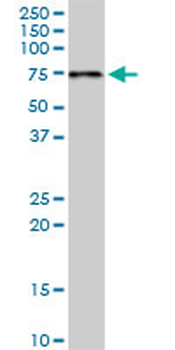 PDZK1 monoclonal antibody (M01), clone 1C3-2B11
