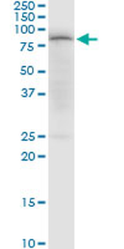 PDPK1 purified MaxPab mouse polyclonal antibody (B01P)