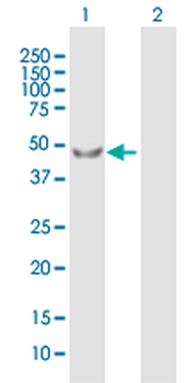 PDPK1 purified MaxPab mouse polyclonal antibody (B01P)