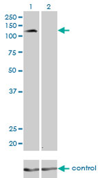PCDH8 monoclonal antibody (M01), clone 6A8