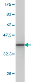 PCDH8 monoclonal antibody (M01), clone 6A8