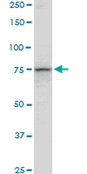 PCCA purified MaxPab mouse polyclonal antibody (B01P)