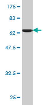PCBP2 monoclonal antibody (M08), clone 6E9
