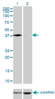 PCBP2 monoclonal antibody (M07), clone 5F12