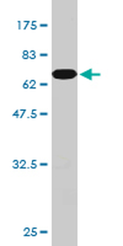 PCBP2 monoclonal antibody (M07), clone 5F12