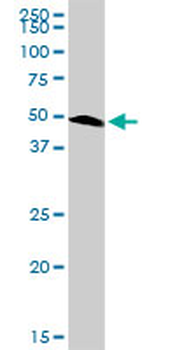 PAX6 purified MaxPab rabbit polyclonal antibody (D01P)