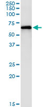 PAK1 monoclonal antibody (M02), clone 4D1