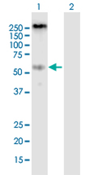 P2RX4 purified MaxPab mouse polyclonal antibody (B01P)