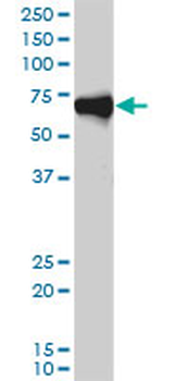 ORC2L monoclonal antibody (M01), clone 3E11-1G5