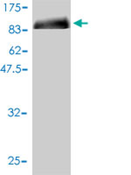 ORC2L monoclonal antibody (M01), clone 3E11-1G5