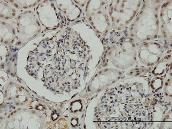 NRF1 monoclonal antibody (M01), clone 2F9