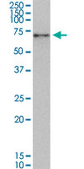 NRF1 monoclonal antibody (M01), clone 2F9
