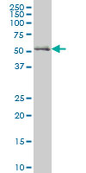 NRF1 monoclonal antibody (M01), clone 2F9