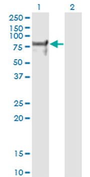 NRF1 monoclonal antibody (M01), clone 2F9