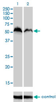 NRF1 monoclonal antibody (M01), clone 2F9