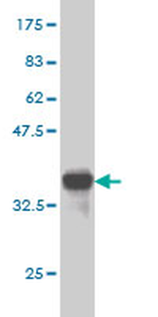 NRF1 monoclonal antibody (M01), clone 2F9