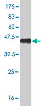 NPPB monoclonal antibody (M01), clone 2D11