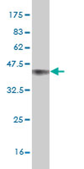 NPAS2 monoclonal antibody (M03), clone 6C9