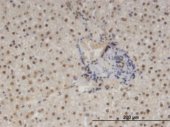NFIB monoclonal antibody (M08), clone 2D6